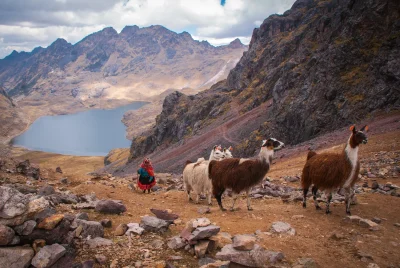 Lares Trek Alpcas